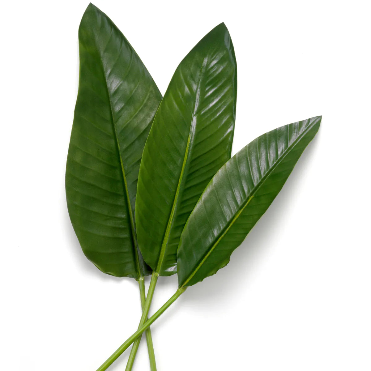 Bukett med Strelitzia