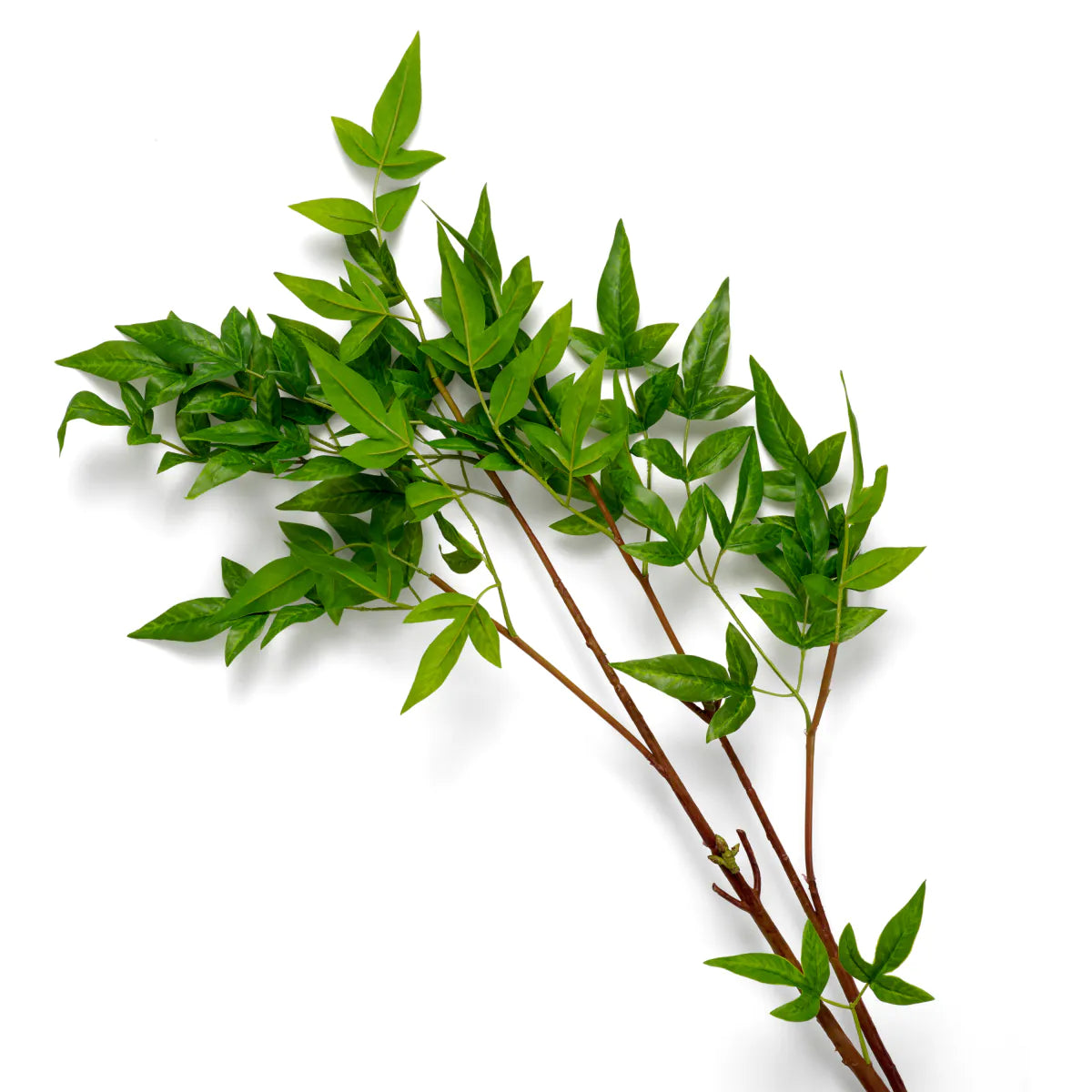 Bukett med Tender leaves