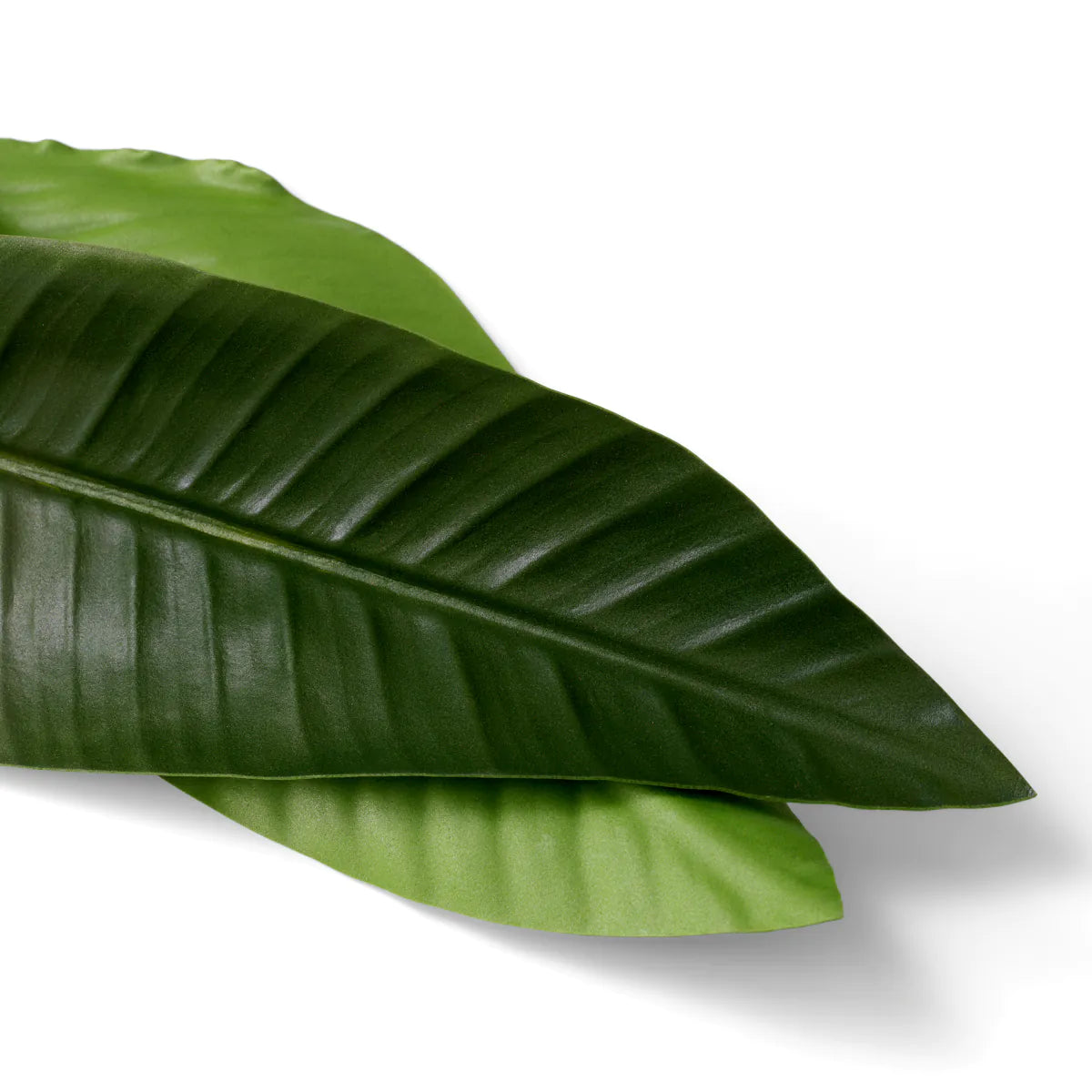 Bukett med Strelitzia